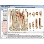 CD with micro images for school series B, 1004270 [W13451], Biology Software (Small)