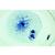 Mitoz ve Mayoz Seti I - İngilizce, 1013468 [W13456], Mikroskop Kaydırıcılar LIEDER (Small)