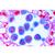 Mitosis and Meiosis Set II, 1013474 [W13457], Cell Divisions (Small)