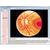 Программа «Органы чувств, как окно в мир», на компакт-диске, 1004276 [W13507], Мультимедиа по биологии (Small)