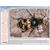 Die Welt der Insekten, Interaktive CD-ROM, 1004291 [W13522], Biologie Software (Small)