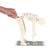 Figura humana de demostración para levantar objetos correctamente, 1005101 [W19007], Modelos de Columna vertebral (Small)