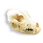 Cráneo de un perro (Canis lupus familiaris), rêplica, 1005104 [W19010], Estomatología