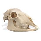 Crâne de mouton (Ovis aries), rêplique, 1005105 [W19011], Artiodactyles (Artiodactyla)