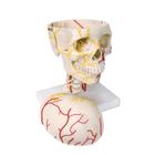 Модель черепа с нервами и сосудами, 1005108 [W19018], Модели черепа человека