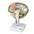 뇌 단면 모델 (내측 및 시상면 절단 포함)  Brain Section Model with Medial and Sagittal Cuts, 1005113 [W19026], 두뇌 모형 (Small)