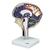 Циркуляция цереброспинальной жидкости, 1005114 [W19027], Модели мозга человека (Small)