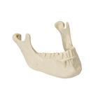 ORTHObones maxillaire inférieur avec dents, 1005116 [W19120], 3B ORTHObones Premium