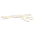 ORTHObones Mão e antebraço, lado esquerdo, 1018337 [W19143], 3B ORTHObones Premium