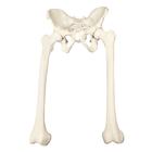 ORTHObones Premium Full pelvis with femurs, 1018342 [W19148], 3B ORTHObones Premium