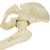 ORTHObones 高级版左骨盆模型，带股骨, 1018343 [W19149], 3B ORTHObones高级版模型产品 (Small)