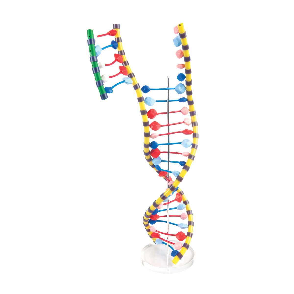 Modelo de ADN de doble hêlice - 1005128 - W19205 - Constitución y Función  del ADN - 3B Scientific
