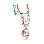 Modèle ADN double hêlice, 1005128 [W19205], Structure et fonction de l'ADN