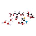 Organik Molekül Seti D, 1005278 [W19700], Moleküler Yapı Setleri