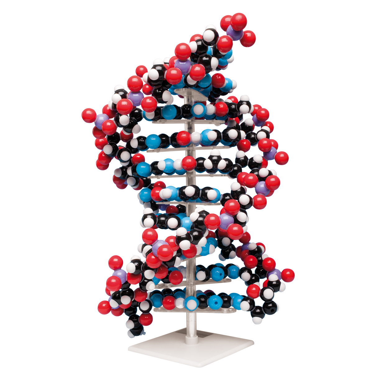 Modelo de DNA Gigante - 1020358 - W19755 - Molymod - MKS-122-10 - Estrutura  e função do DNA - 3B Scientific