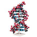 Modello gigante di DNA, 1020358 [W19755], Struttura e funzione del DNA