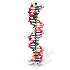 Modello di DNA a doppia elica, 22 segmenti, kit di montaggio miniDNA®, 1005297 [W19762], Modello di DNA