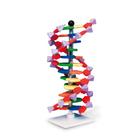 Modelo de hêlice dupla de DNA, conjunto miniDNA®, 12 segmentos, 1005298 [W19763], Modelo do ADN