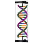 DNA Double Helix Model, Student Kit, 1005300 [W19780], DNA Models (Small)