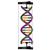 Modello di DNA a doppia elica, kit di montaggio per studenti, 1005300 [W19780], Struttura e funzione del DNA (Small)