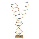 DNA-RNA, 1005302 [W19801], DNA-模型