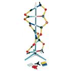 Orbit™: Modello corto di DNA, 1005317 [W19820], Struttura e funzione del DNA