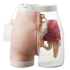 Two-in-One i.m. Injection Model of Buttock, 1005394 [W30503], Intramuscular (I.m.) and Intradermal (Small)