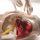 Two-in-One i.m. Injection Model of Buttock, 1005394 [W30503], Intramuscular (I.m.) and Intradermal (Small)