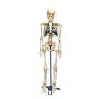 탁상용 골격 모형 Desktop Skeleton, 1005457 [W33000], 소형 인체 골격 모형
