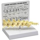Modèle de colonne vertébrale canine en 5 pièces, 1019581 [W33353], Maladies animales