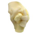 Canine Shoulder Model, 1019580 [W33355], Animal Models (Small)