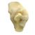 Hundeschultermodell, 1019580 [W33355], Osteologie (Small)