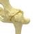 Modelo pelvis canina (cadera), 1019578 [W33356], Enfermedades Zoológicas (Small)