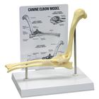 Gomito Canino, 1019579 [W33357], osteologia