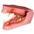 modelo de mandíbula canina, 1019591 [W33360], Estomatología (Small)