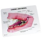 modelo de mand&iacute;bula canina, 1019591 [W33360], Modelos animales (Small)