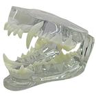 Modelo de mandíbula canina transparente, 1019592 [W33361], Estomatología