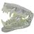 Modelo de mandíbula canina transparente, 1019592 [W33361], Estomatología (Small)
