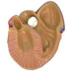 Set mini da 3 modelli di cuore, 1019530 [W33365], Modelli di Cuore e Apparato Circolatorio (Small)