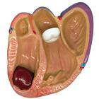 3-Mini Heart Model Set, 1019530 [W33365], Human Heart Models (Small)