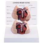 Modelo de corazón y pulmones caninos, 1019586 [W33376], Medicina interna