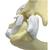 Ellbogen-Schultermodell einer Katze, 1019588 [W33378], Osteologie (Small)