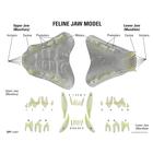 Feline Jaw- Clear Model, 1019590 [W33379], Animal Models (Small)
