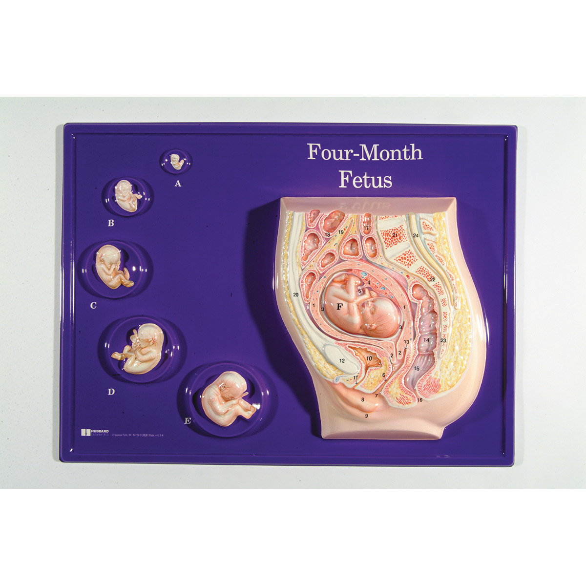 Four-Month Fetus Model Activity Set - 1018404 - W40216 - 2662 - Human  Reproductive Education - Pregnancy Education - Pregnancy Patient Education  - Prenatal Education