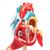 Heart of America™, 2 times life size, 1005529 [W42504], Human Heart Models (Small)