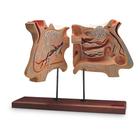 Nose and Olfactory Organ Model, 4 times full-size, 1005531 [W42506], Ear Models