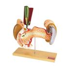 Organos Internos, desmontable en 2 piezas, 1005534 [W42509], Modelos del Sistema Digestivo