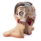 Модель головы и шеи, 5 частей, 1005536 [W42512], Модели головы человека