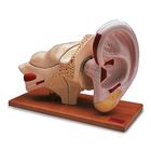 Fül, az eredeti méret 5-szöröse, 8 részes, 1005538 [W42514], Fül-orr-gégészeti modellek