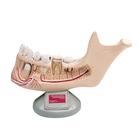 Half Lower Jaw of a Young Person, 3.5 times full-size, 5 part, W42516, Dental Models